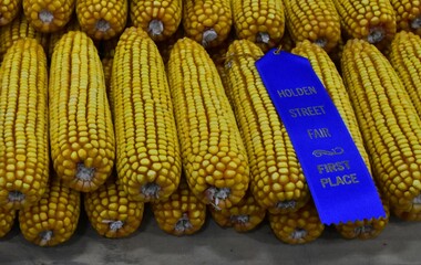 Field Corn at a Fall Festival