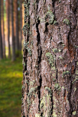 Obraz premium A peaceful pine forest with tall, straight tree trunks, perfect for nature lovers and forest photography. Pinus woodland. Southern Finland, Kymenlaakso, Hamina. Selective focus