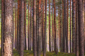 A peaceful pine forest with tall, straight tree trunks, perfect for nature lovers and forest photography. Pinus woodland. Southern Finland, Kymenlaakso, Hamina. Selective focus