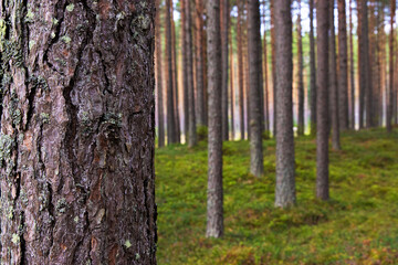 A peaceful pine forest with tall, straight tree trunks, perfect for nature lovers and forest photography. Pinus woodland. Southern Finland, Kymenlaakso, Hamina. Selective focus