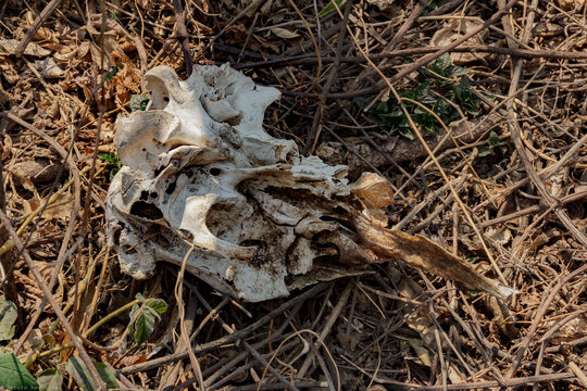 Primer plano detallado de huesos de animal fragmentado descansando entre maleza y pasto seco