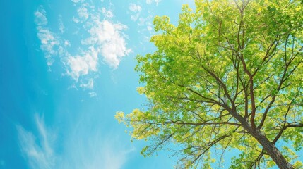 Tree with green leaves against blue sky