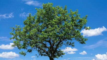 Fototapeta premium Tree with green leaves against blue sky