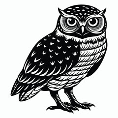 burrowing owl white background