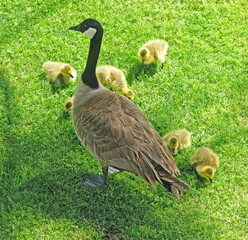 A mother goose guarding her new born goslings
