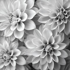 Fototapeta premium Black and White Floral Close Up, Delicate Dahlias in Monochromatic Beauty