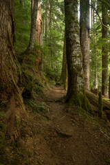 Old Trees Line The Wonderland Trail In Mount Rainier