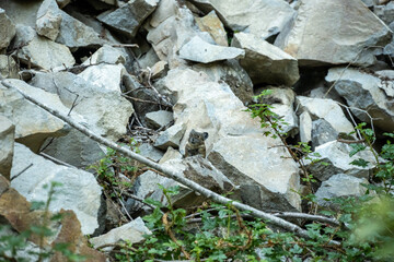 Pika Pops Its Head up out of Boulder Field in Mount Rainier along the North Puyallup Trail