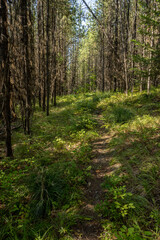 Fototapeta premium Quartz Creek Trail Cuts Through Thick Forest Of Young Trees In Northern Glacier