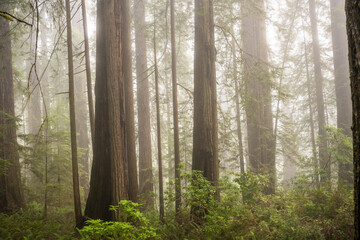 Obraz premium Redwoods Stand Along With Other Treees In The Fog