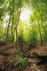 Lush green forest with tall trees and roots.