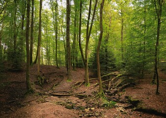 Serene forest scene with tall trees and a dry creek bed.