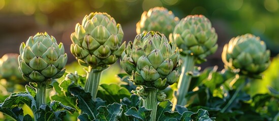 Fototapeta premium Close up view of ripe green artichoke buds grown organically on a farm Healthy fresh produce from nature s garden ready for culinary use in gourmet cooking and healthy meals
