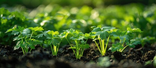 Verdant green seedlings and saplings growing from rich loamy soil in a thriving garden landscape showcasing the beauty and promise of new life in a natural environment