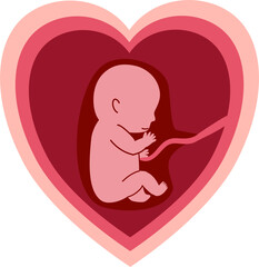 Human embryonic development