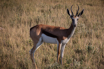 Springbok in Central Kalahari Game Reserve