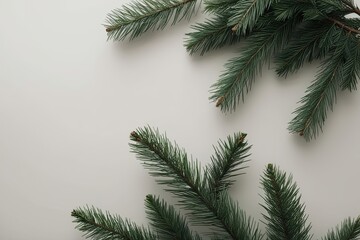 Obraz premium Fresh-Cut White Pine Branches on Minimalist Background for Holiday Aesthetics