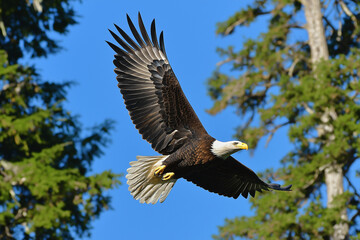 Bald Eagle Soaring Over Forest with Clear Blue Sky