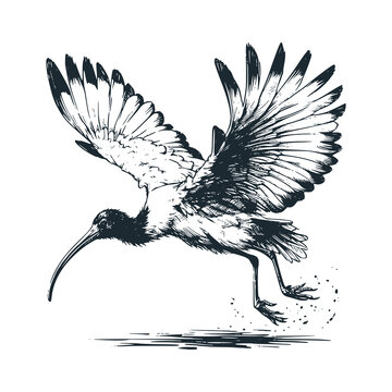 recommend clip art: The flying wild ibis bird. Black white vector illustration.
                    