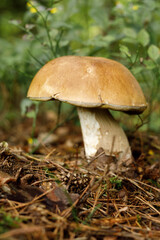 Edible mushroom in the autumn forest