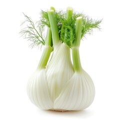 Fresh florence fennel branch isolated on white background
