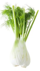 Fresh florence fennel branch isolated on white background