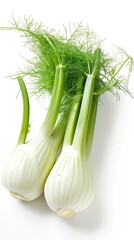 Fresh florence fennel branch isolated on white background
