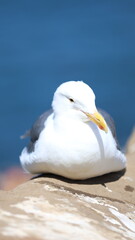 Obraz premium Seagulls in the sun