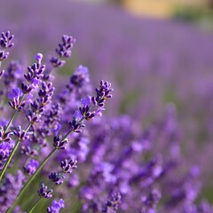 Obraz premium Close up of lavender