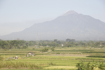 Beautiful and fresh natural and agricultural views with the backdrop of Mount Merapi in the morning. Located in the Boyolali district, Central Java, Indonesia.