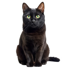 Fototapeta premium Black cat Isolated on transparent background.
