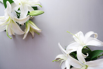 Beautiful white lily flower on gray background. Floral background for wedding, bridal, birthday and celebration. 