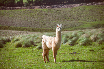 Curious baby llama looking at photographer © Nadiadspringer