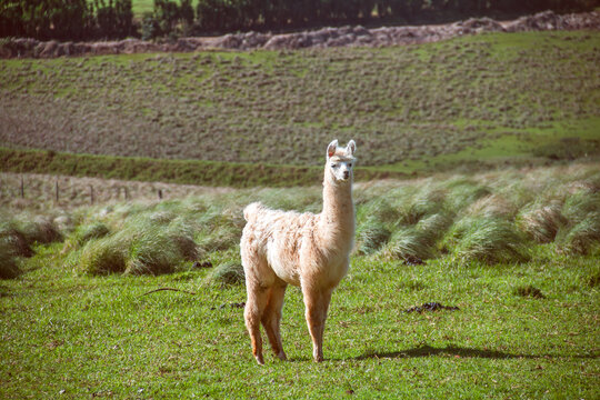 Curious baby llama looking at photographer