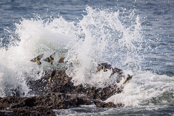 海水を飲みに来るアオバト（神奈川県大磯町）