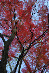 Autumn trees in the deep forest / 紅葉，色づき始めの様子(透かし)