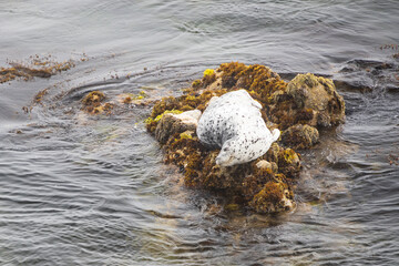 Seal laying on rocks in the ocean
