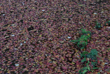 Red leaves carpet / 落ち葉の日本庭園，落葉の絨毯(じゅうたん)，秋の京都・紅葉