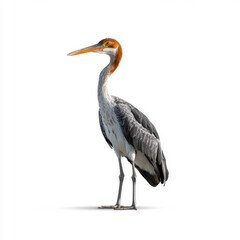 Obraz premium Side view of a painted stork with a long orange beak standing against a plain white background, highlighting its striking features.