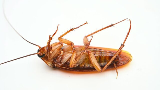 a poisoned and dying cockroach on white background at horizontal composition
