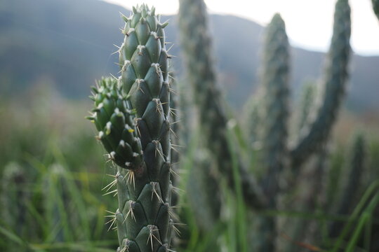 C&aacute;ctus en la monta&ntilde;a