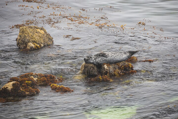 Seal laying on rocks