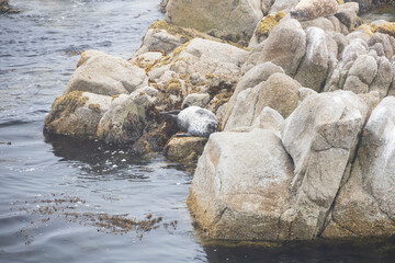 Seal laying on rocks