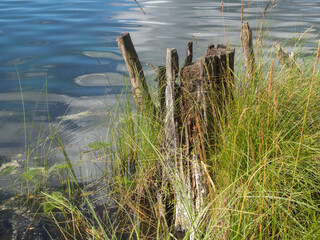 landscape with tall grass