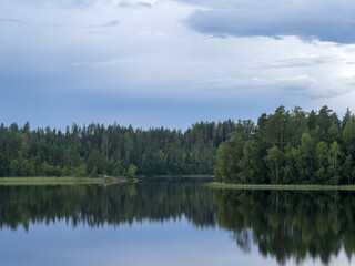 forest lake in summer