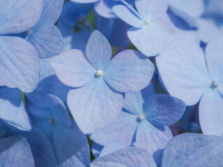 青い紫陽花のクローズアップ