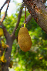 Jackfruit hangs from the tree in a forest showcasing its distinctive texture