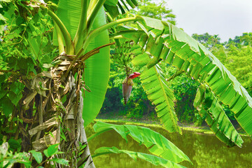 Banana tree with green bananas hanging on tree in the side of a pond located in the rainforest 
