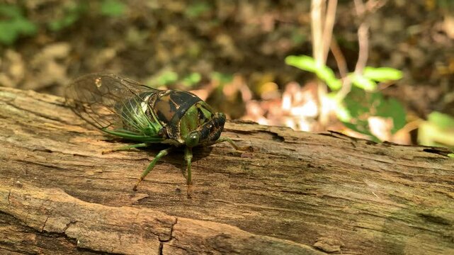Big cicada on dry tree