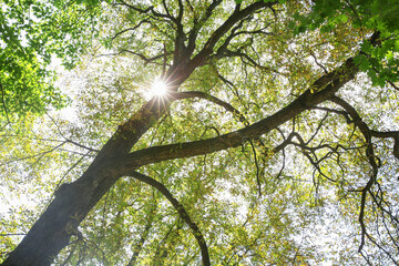 Branches of beautiful trees with green leaves outdoors, bottom view